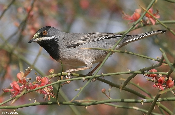        Ruppell's Warbler Sylvia rueppelli               , , 2009.: 